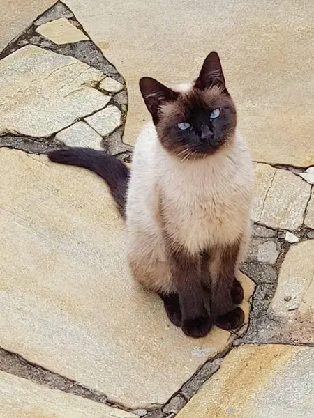 Güzel mavi gözlü kedi kaldırımda dikiliyor.
