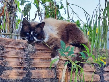 Çitin üzerindeki şişman tüylü kedi.