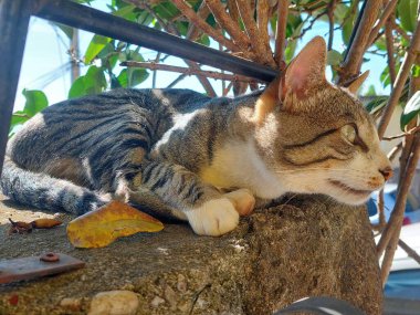 Kedi yavrusu çitin üstünde güneşleniyor.