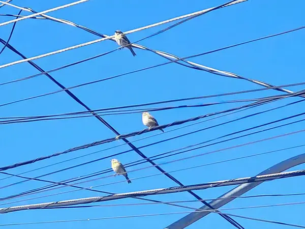Elektrik kablolarına tünemiş birkaç kuş.