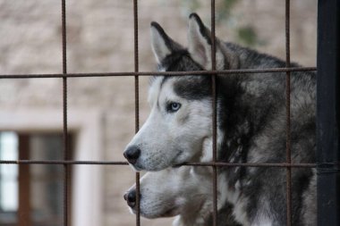 Sibirya köpekleri karda kafese kapatıldı
