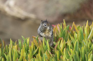Bahçede duran sincap.