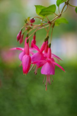 Bahçedeki güzel pembe çiçek