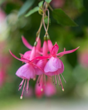 Bahçedeki güzel pembe çiçek
