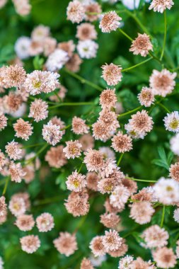Bahçedeki güzel çiçekler