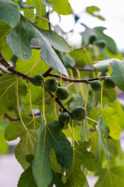 Bahçedeki ağaçtaki yeşil yapraklar