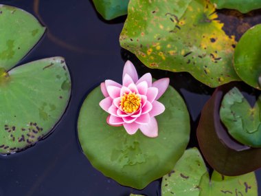 Su Lily, nilüfer çiçeği.