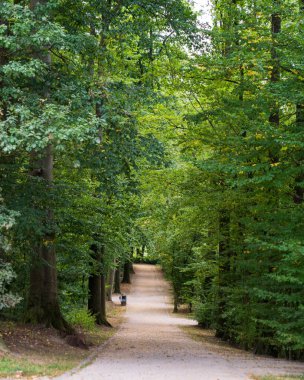 Parkta ağaç olan patika.