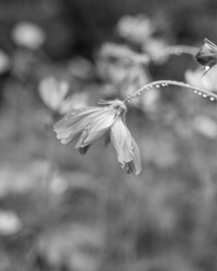 Doğada güzel çiçekler, flora