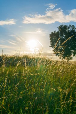 Çayırda güzel bir gün batımı