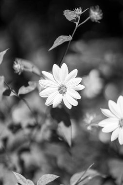 Bahçedeki güzel çiçekler