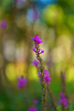 Çam ağacının bulanık çiçekleri.