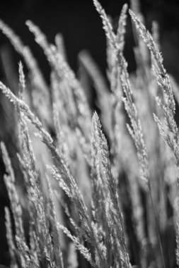 Kuru bir çimene yakın