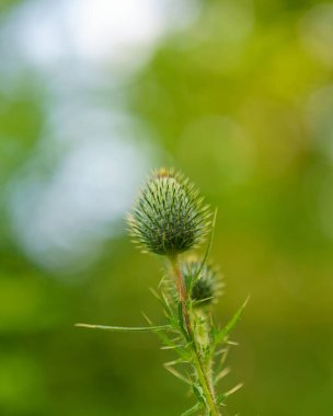 Güzel botanik fotoğrafı, doğal duvar kağıdı.