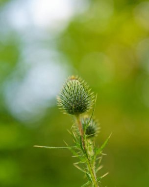 Bahçedeki güzel çiçekler