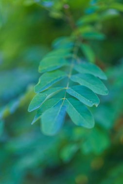 Güzel botanik fotoğrafı, doğal duvar kağıdı.