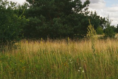 Tarladaki çimenler, doğa