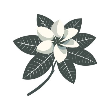 Beyaz yapraklı ve koyu yeşil yapraklı frangipani çiçeğinin basit vektör çizimi.