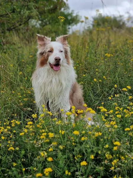 Sarı çiçekli bir tarlada çoban köpeği.