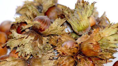 Kabuksuz fındık. Yüksek kalite fotoğraf