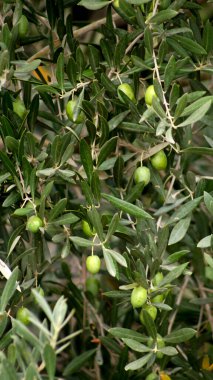 Ağaçta yeşil zeytin var. Yüksek kalite fotoğraf