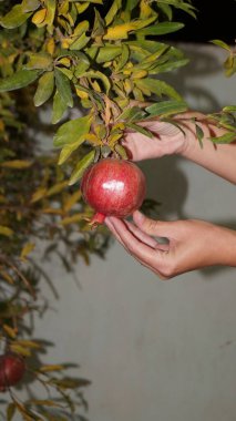 Ağaçtan nar koparın. Yüksek kalite fotoğraf