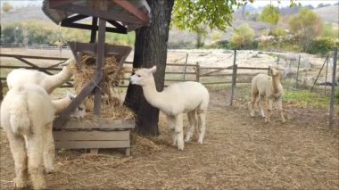 Kırsaldaki Alpaca çiftliği. Yüksek kaliteli FullHD görüntüler