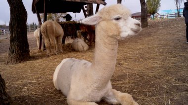 Kırsaldaki Alpaca çiftliği. Yüksek kalite fotoğraf