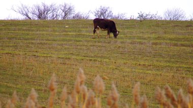 Dağların ve ineklerin güzel manzarası Azerbaycan. Yüksek kalite fotoğraf