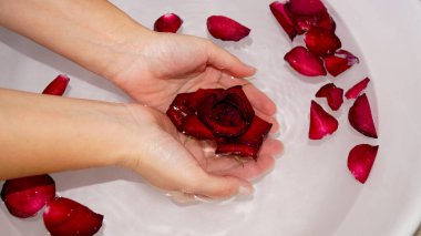 Kadın ellerini kâseye ve gül yapraklarına daldırıyor. Yüksek kalite fotoğraf