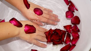 Kadın ellerini kâseye ve gül yapraklarına daldırıyor. Yüksek kalite fotoğraf