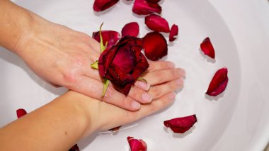 Kadın ellerini kâseye ve gül yapraklarına daldırıyor. Yüksek kalite fotoğraf