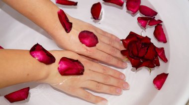 Kadın ellerini kâseye ve gül yapraklarına daldırıyor. Yüksek kalite fotoğraf