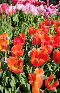 Güneşli bir günde renkli laleler. Yüksek kalite fotoğraf