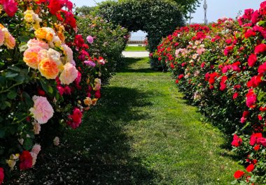 Güzel renkli güller. Yüksek kalite fotoğraf