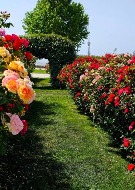 Güzel renkli güller. Yüksek kalite fotoğraf