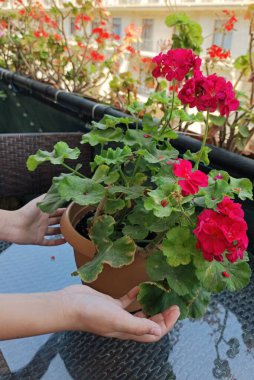 Genç kız balkondaki saksıda çiçek açar. Yüksek kalite fotoğraf