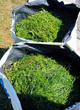 Çantalardaki çim biçme makinesiyle taze kesilmiş çimenler. Yüksek kalite fotoğraf