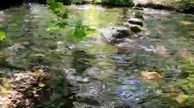 Ormandaki soğuk nehir