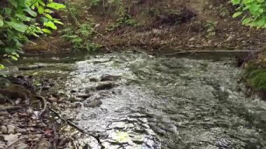 Ormandaki soğuk nehir