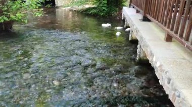 Ormandaki soğuk nehir .4 K yüksek kalite.