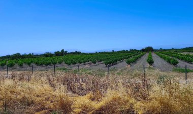 Yazın taşrada şeftali çiftliği. Yüksek kalite.