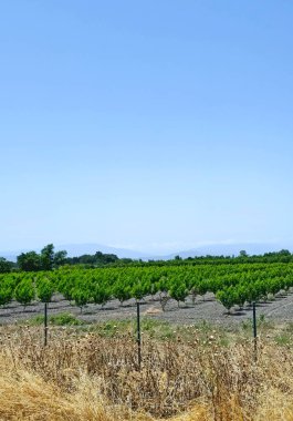 Yazın taşrada şeftali çiftliği. Yüksek kalite.