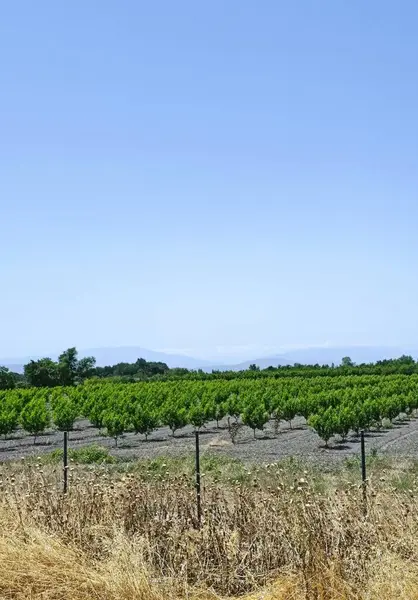 Yazın taşrada şeftali çiftliği. Yüksek kalite.