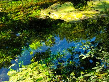 Ormandaki gölet. Yüksek kalite 4k görüntü