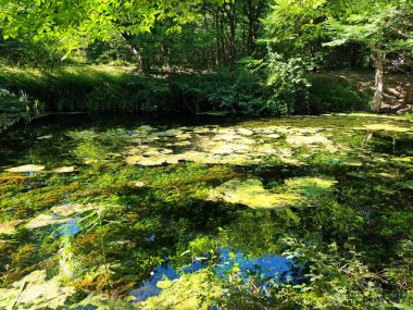 Ormandaki gölet. Yüksek kalite 4k görüntü