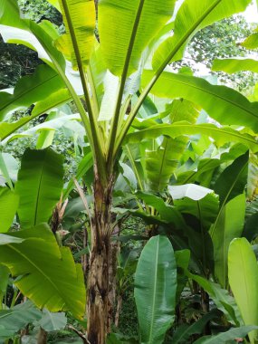 Gürcistan 'daki muz ormanı batumi tsikhisdziri. Yüksek kalite fotoğraf