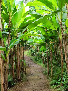 Gürcistan 'daki muz ormanı batumi tsikhisdziri. Yüksek kalite fotoğraf