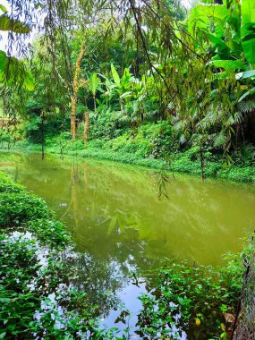 Gürcistan 'daki muz ormanı batumi tsikhisdziri. Yüksek kalite fotoğraf