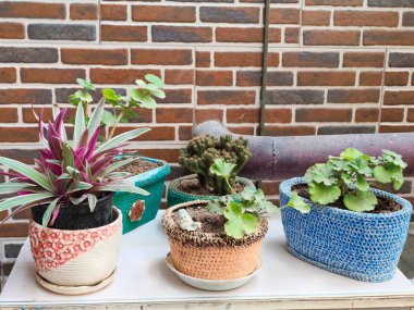 Plants in knitted pots on the back yard of the house . High quality photo